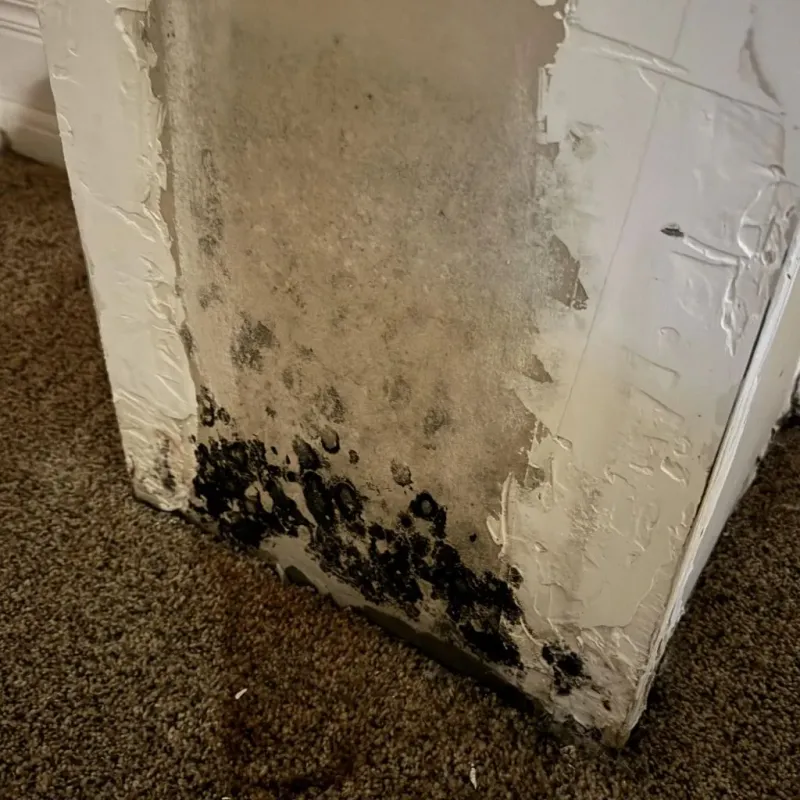 Professional Mold Removal in Gardnerville, NV